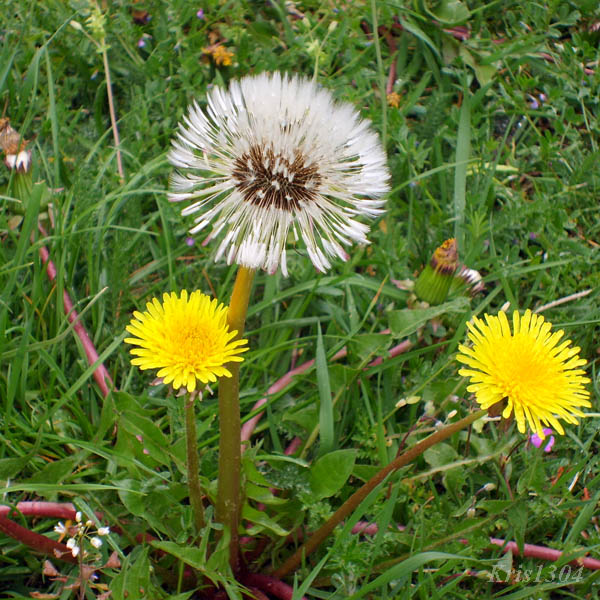 (Taraxacum officinale)